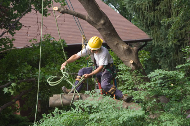 Lawn Maintenance Plans in Central Square, NY