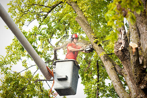 Best Tree Preservation Services  in Central Square, NY