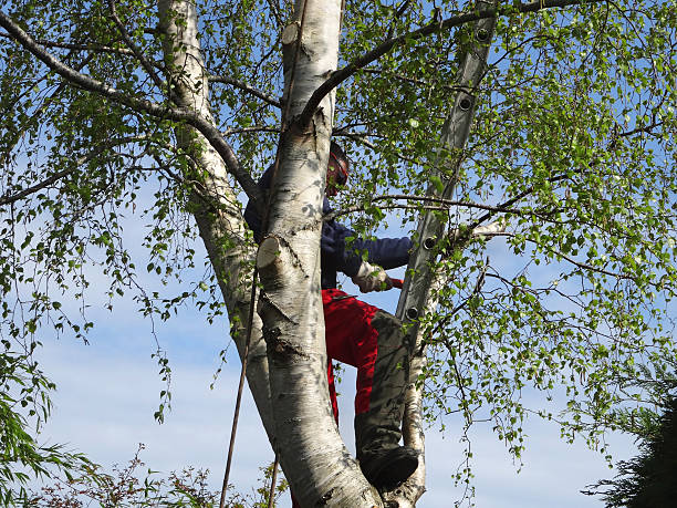 Best Tree Maintenance Programs  in Central Square, NY