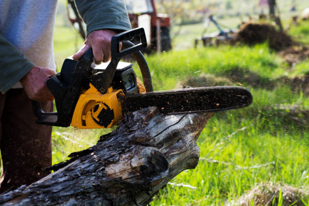 Best Tree Removal  in Central Square, NY